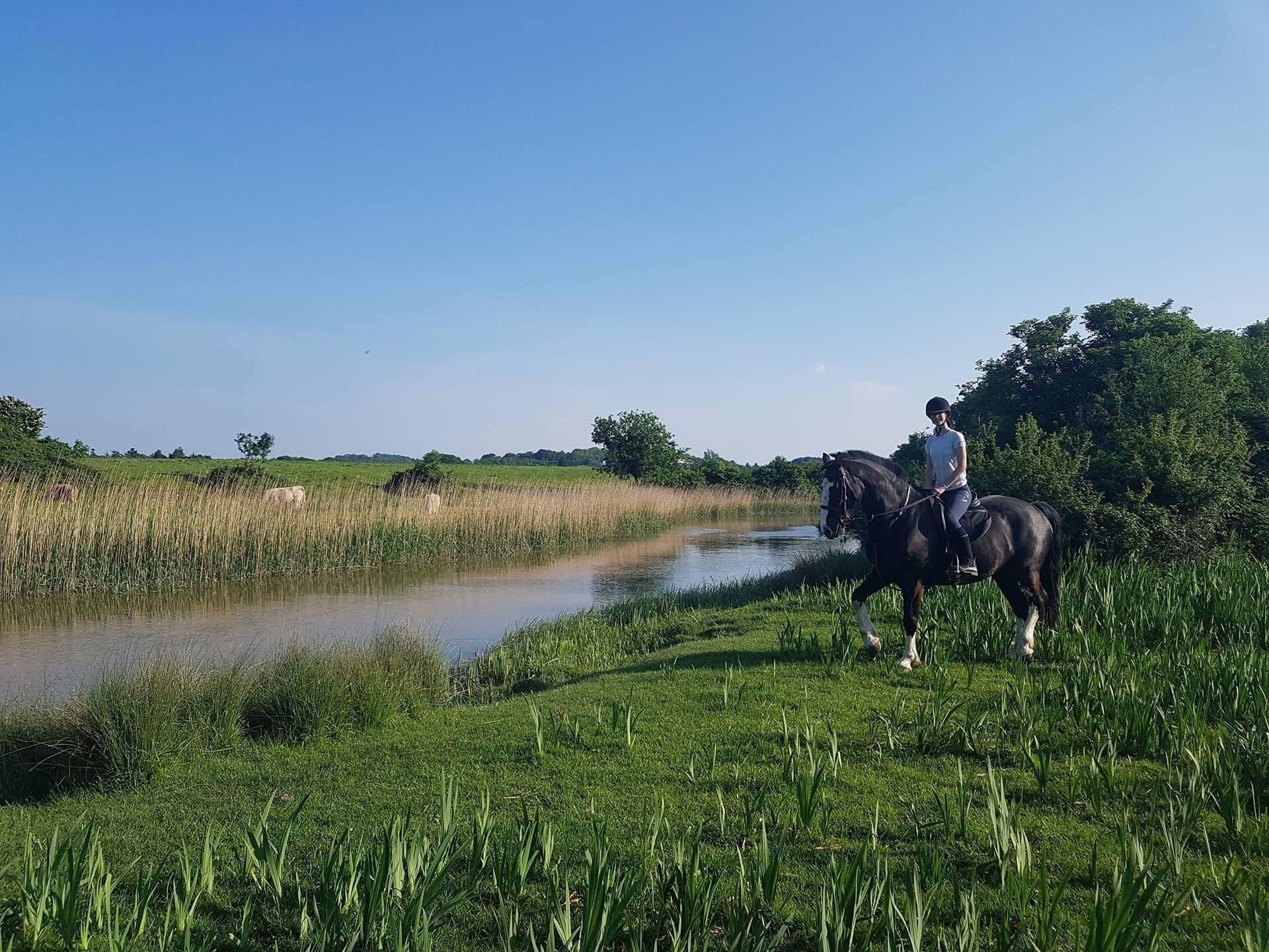 Irish Countryside horse trekking pony trekking