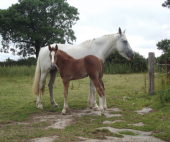 images/Gallery1/Mare.Foal.png
