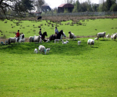 images/Gallery1/fieldhorseriding.png